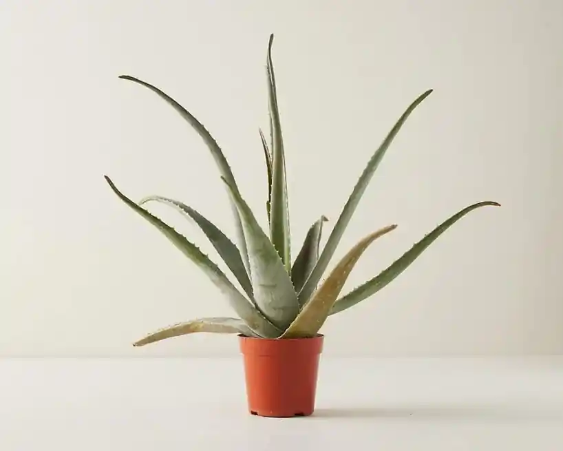 Babosa (Aloe Vera), planta que purifica o ar e melhora a qualidade do ambiente interno.