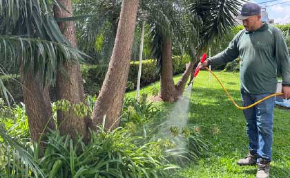 Jardineiro em São Paulo regando plantas com mangueira em jardim gramado – Paraíso Paisagismo