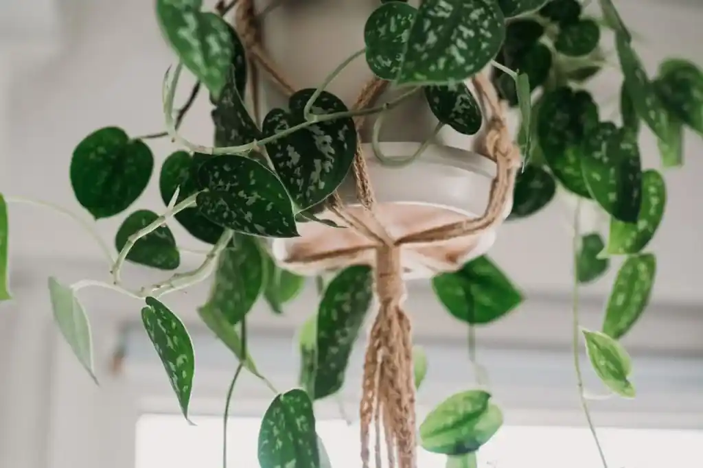 Jiboia, planta que purifica o ar em ambientes internos, ideal para decoração de casa e escritório.