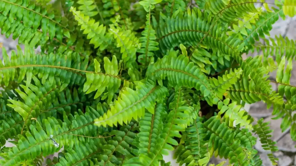 Samambaia Americana, planta que purifica o ar e aumenta a umidade de ambientes internos.